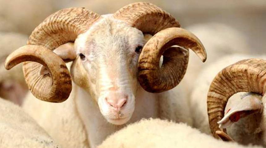 Kurban Bayramı öncesi şarbon paniği! Kocaeli'ndeki köye hayvan giriş çıkışları yasaklandı