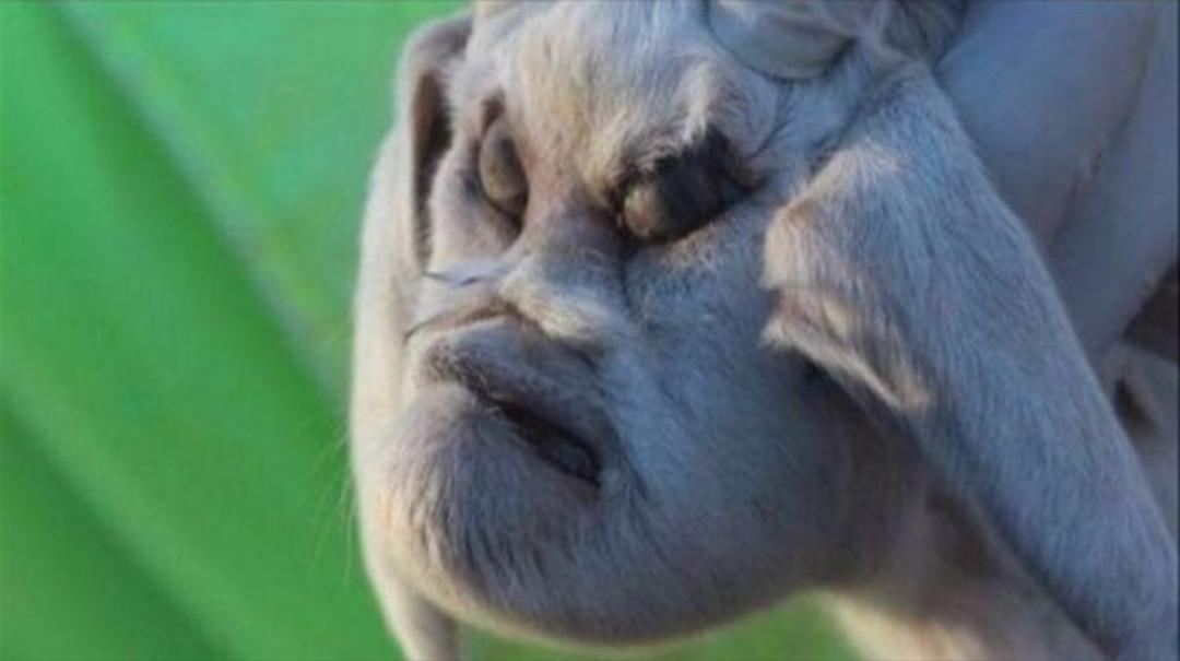 Bu canlılar g&ouml;renleri şok etti