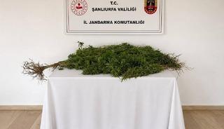Eyy&uuml;biye&rsquo;de 8 k&ouml;k kenevir bitkisi ele ge&ccedil;irildi