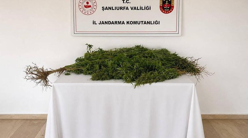 Eyy&uuml;biye&rsquo;de 8 k&ouml;k kenevir bitkisi ele ge&ccedil;irildi