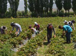 Batman'ın Sason ilçesinin kaderini çilek değiştirdi