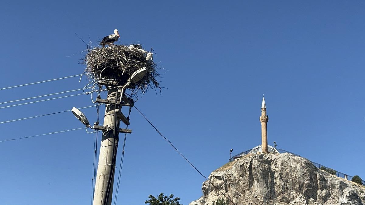Her sene geliyorlar: Artık mahalle sakini oldular! Her yıla iki yumurta düşüyor 1