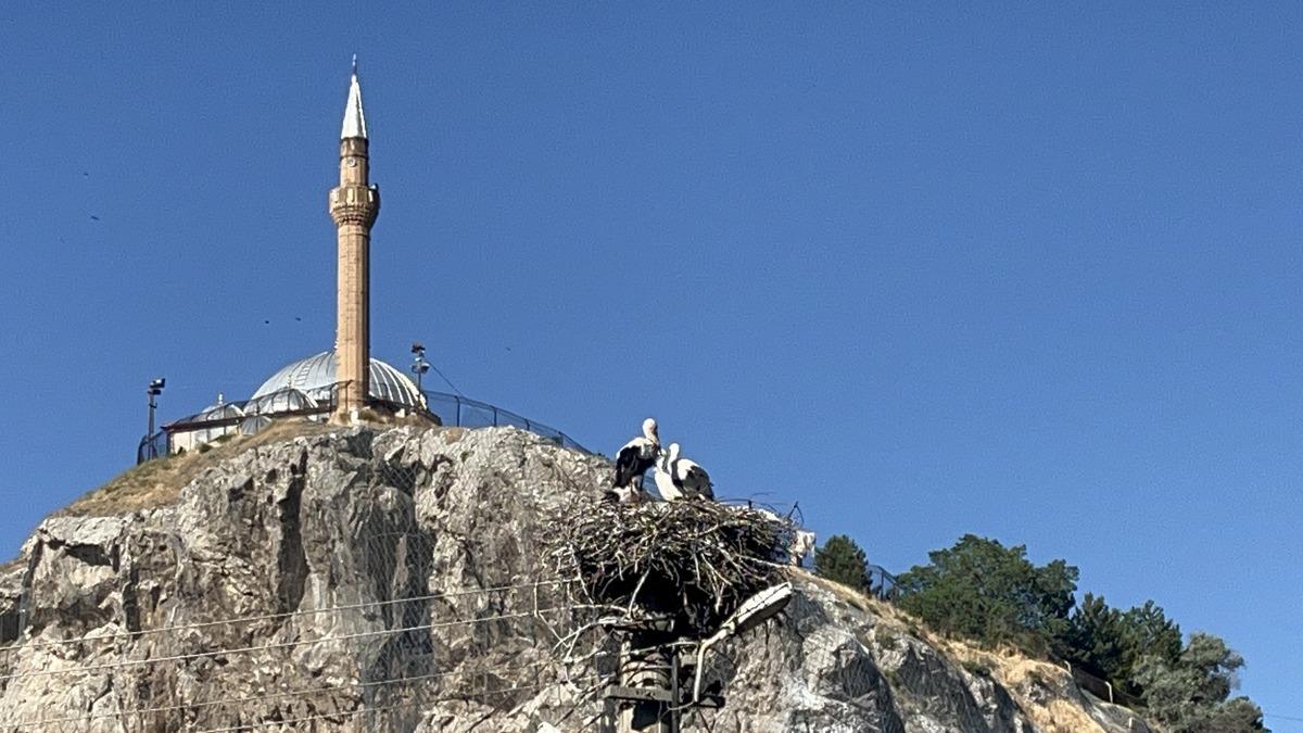 Her sene geliyorlar: Artık mahalle sakini oldular! Her yıla iki yumurta düşüyor 3