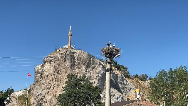 Her sene geliyorlar: Artık mahalle sakini oldular! Her yıla iki yumurta düşüyor