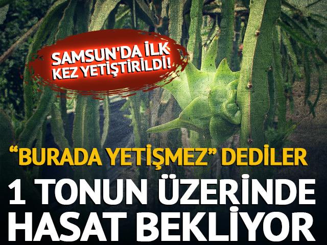 &ldquo;Burada yetişmez&rdquo; dediler, o &uuml;retime başladı! Şimdi 1 tonun &uuml;zerinde bekliyor