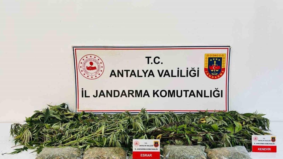 Alanya’da uyuşturucu operasyonunda 24 kök kenevir ve 2 kilo 642 gram esrar ele geçirildi - Mynet Yaşam