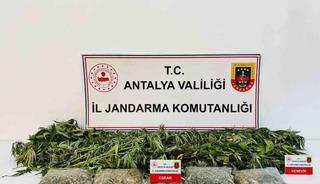 Alanya&rsquo;da uyuşturucu operasyonunda 24 k&ouml;k kenevir ve 2 kilo 642 gram esrar ele ge&ccedil;irildi
