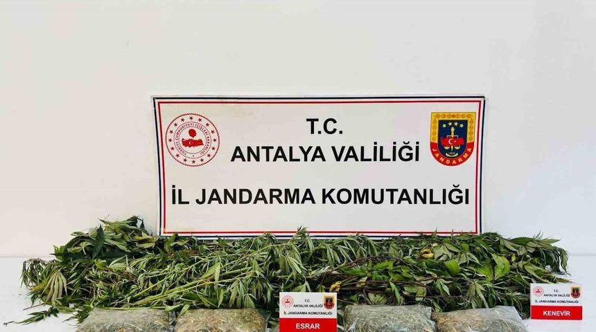 Alanya&rsquo;da uyuşturucu operasyonunda 24 k&ouml;k kenevir ve 2 kilo 642 gram esrar ele ge&ccedil;irildi