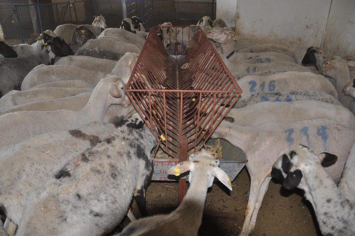 Hollanda'daki işlerini bırakıp çiftlik kurdular! G5