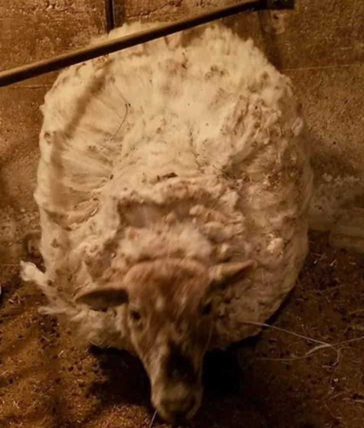 Böylesini görmüş müydünüz?  G1