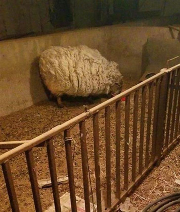 Böylesini görmüş müydünüz?  G2