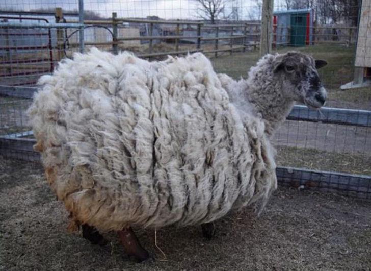 Böylesini görmüş müydünüz?  G3