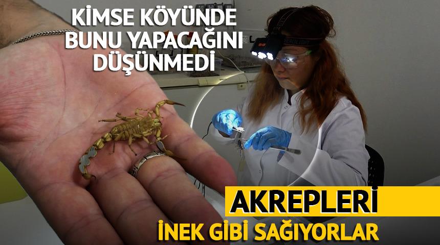 Kimse k&ouml;y&uuml;nde bunu yapacağını d&uuml;ş&uuml;nmedi: Akrepleri inek gibi sağıyorlar!