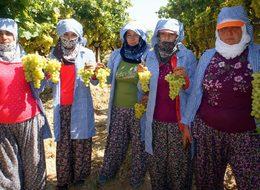 'Türkiye'nin üzüm ambarı' Alaşehir'de hasat zamanı