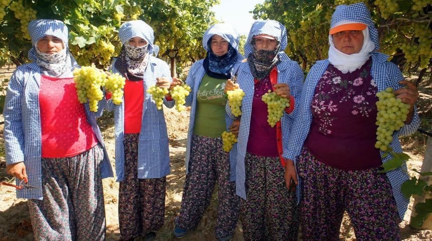 'Türkiye'nin üzüm ambarı' Alaşehir'de hasat zamanı