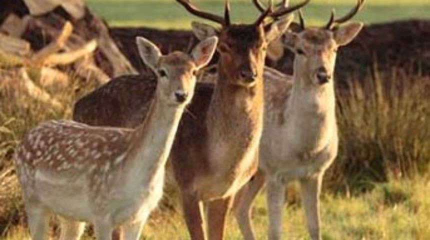 Alageyiklerin soyları korunacak