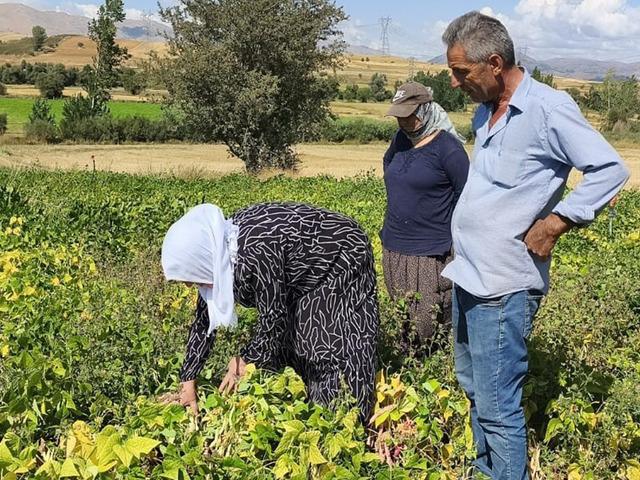 Beyaz kuru fasulye hasadı başladı! Tarladan sofraya b&ouml;yle geliyor