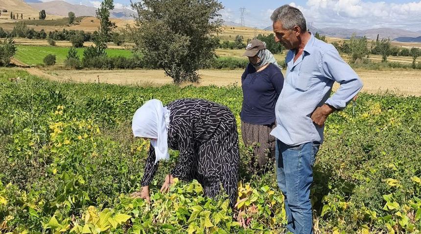 Beyaz kuru fasulye hasadı başladı! Tarladan sofraya b&ouml;yle geliyor