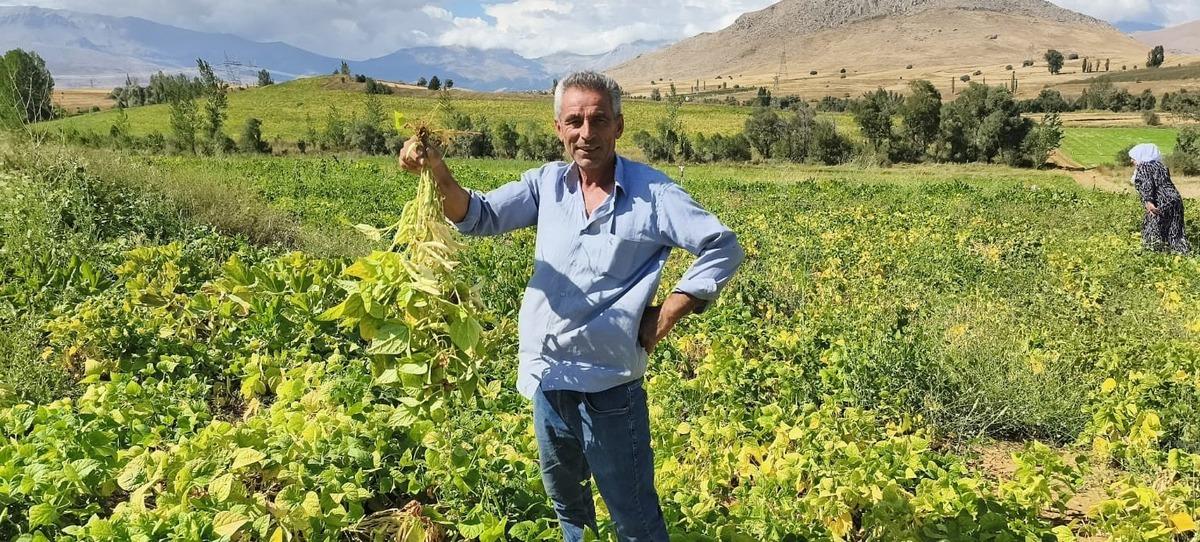 Beyaz kuru fasulye hasadı başladı! Tarladan sofraya b&ouml;yle geliyor 1