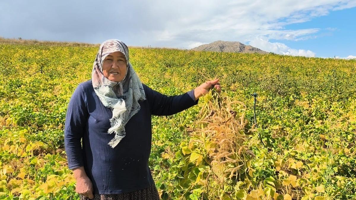 Beyaz kuru fasulye hasadı başladı! Tarladan sofraya b&ouml;yle geliyor 2