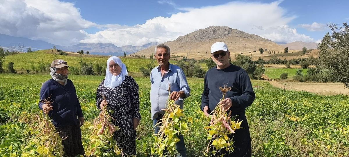 Beyaz kuru fasulye hasadı başladı! Tarladan sofraya b&ouml;yle geliyor 3