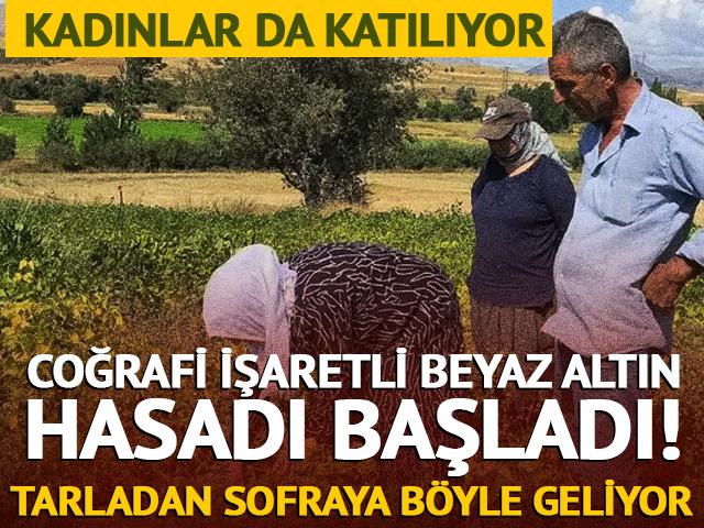 Beyaz kuru fasulye hasadı başladı! Tarladan sofraya b&ouml;yle geliyor
