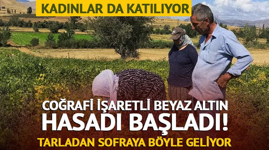 Beyaz kuru fasulye hasadı başladı! Tarladan sofraya b&ouml;yle geliyor