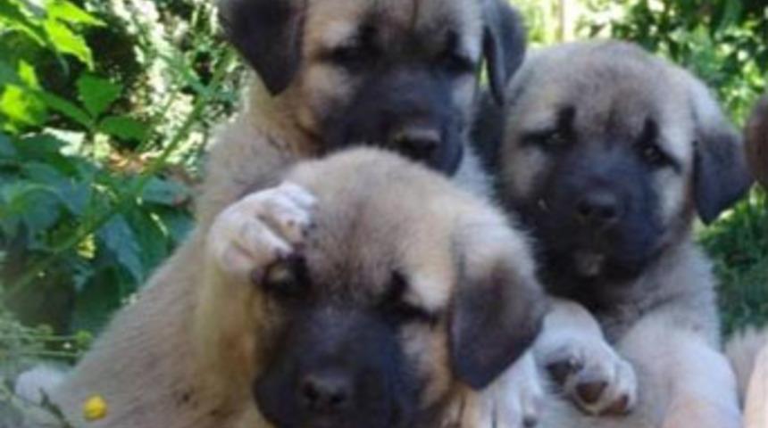 İnanılması zor ama ger&ccedil;ek, 18 yavru doğurdu