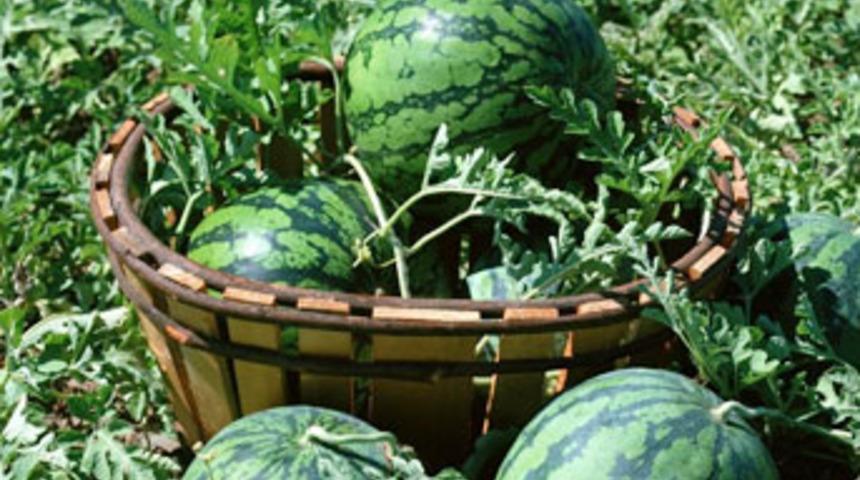 İran karpuzu &uuml;reticiyi endişelendirdi