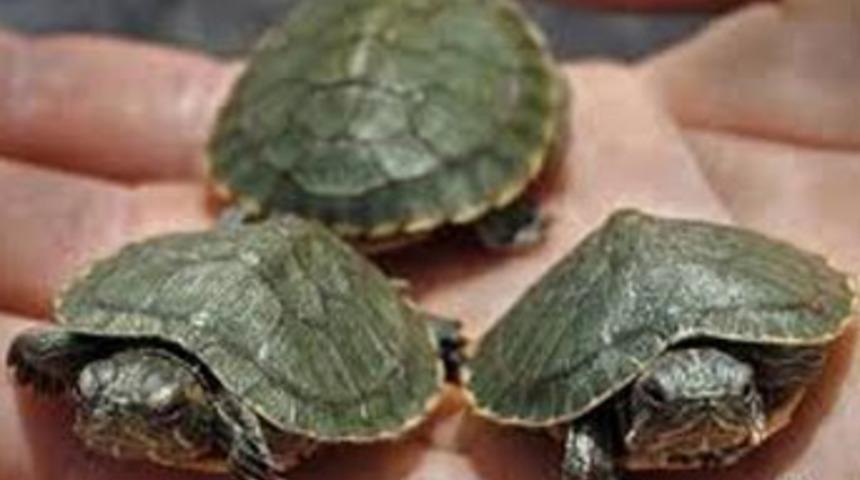 430 su kaplumbağası valizde bekliyor