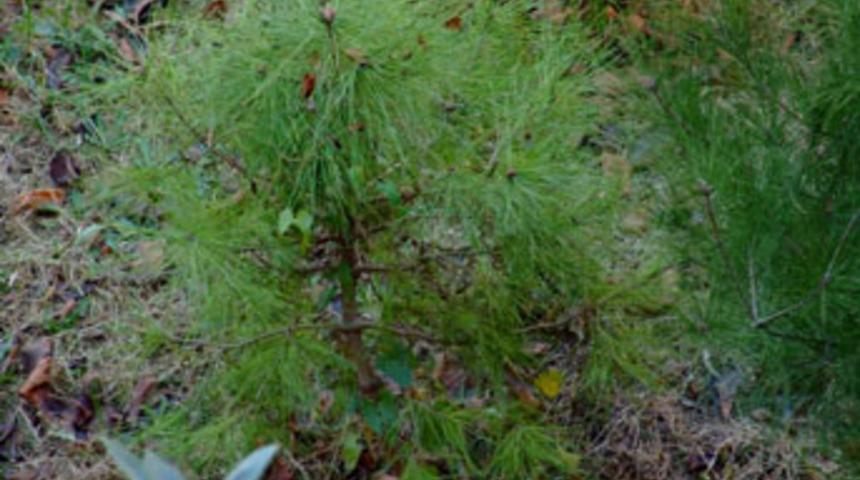 Kahramanmaraş'ta hatıra ormanı a&ccedil;ıldı