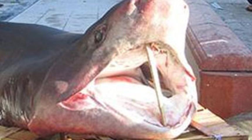 Tekirdağ a&ccedil;ıklarında 3 metrelik "camg&ouml;z"