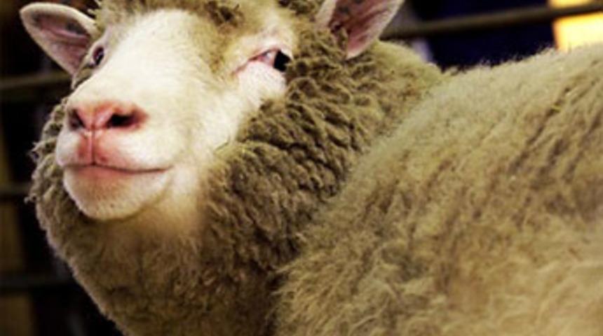 T&uuml;rkiye'nin ilk kopya koyunu anne oldu