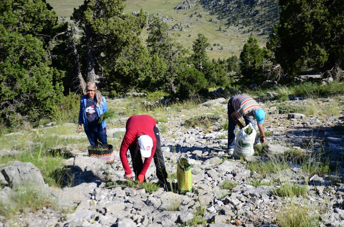 Doğal ortamda yetişiyor: Gelir kapısı oldu, her birini 50 TL ye satıyorlar 9