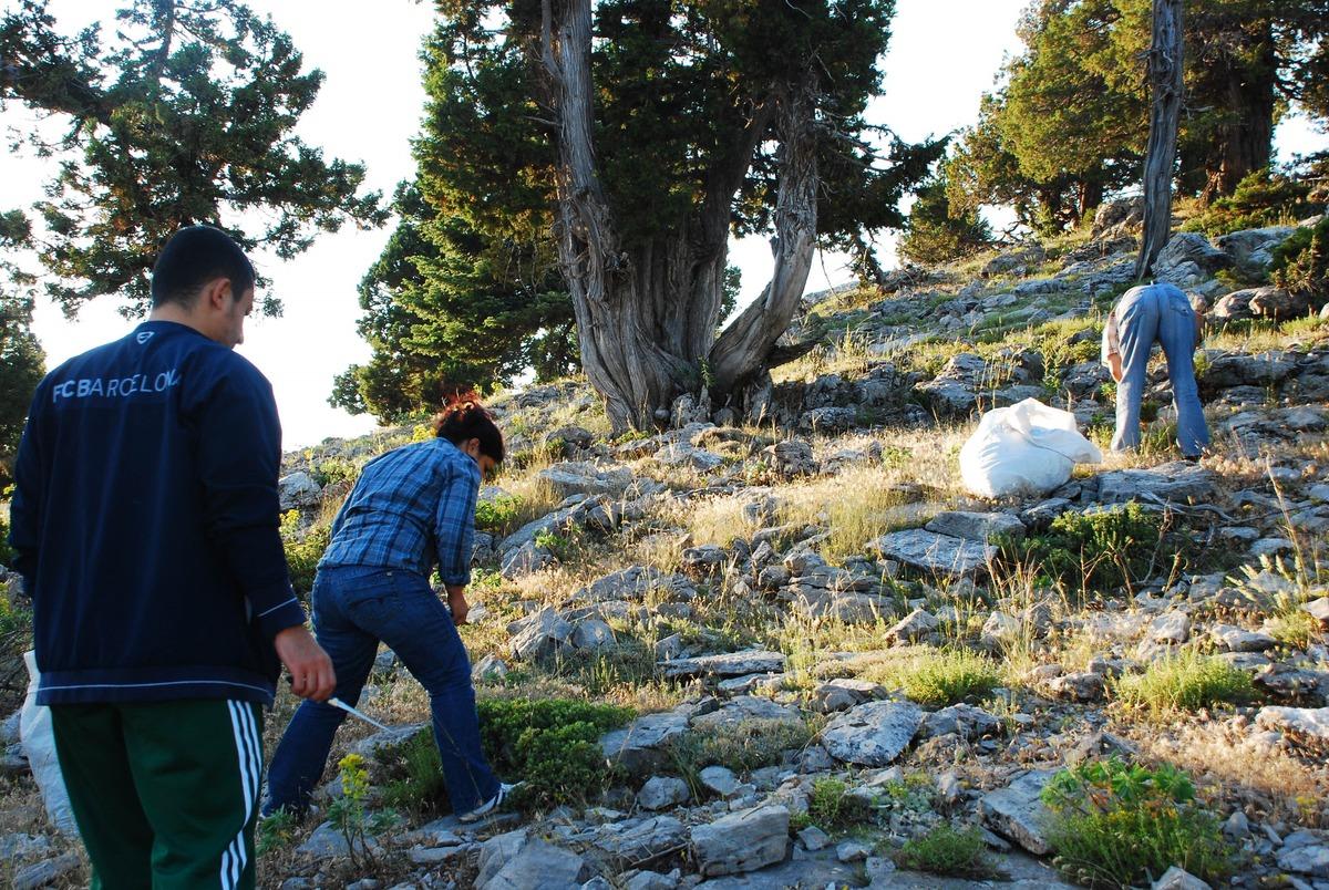 Doğal ortamda yetişiyor: Gelir kapısı oldu, her birini 50 TL ye satıyorlar 10