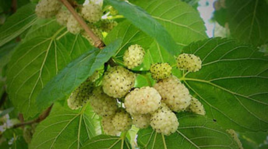 Dut ağa&ccedil;ları&nbsp; ekonomiye kazandırılıyor