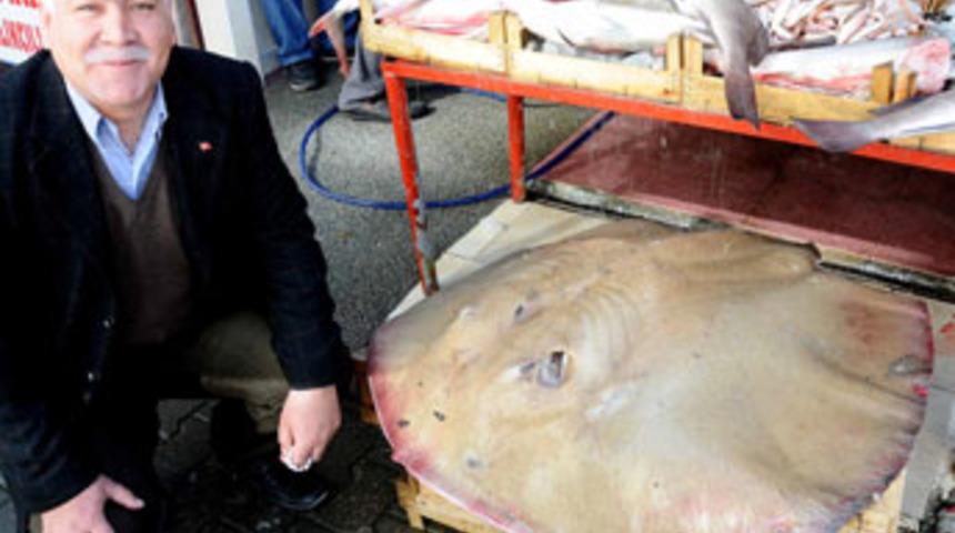 110 kiloluk dev vatoz balığı yakaladı