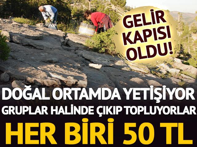 Doğal ortamda yetişiyor: Gelir kapısı oldu, her birini 50 TL