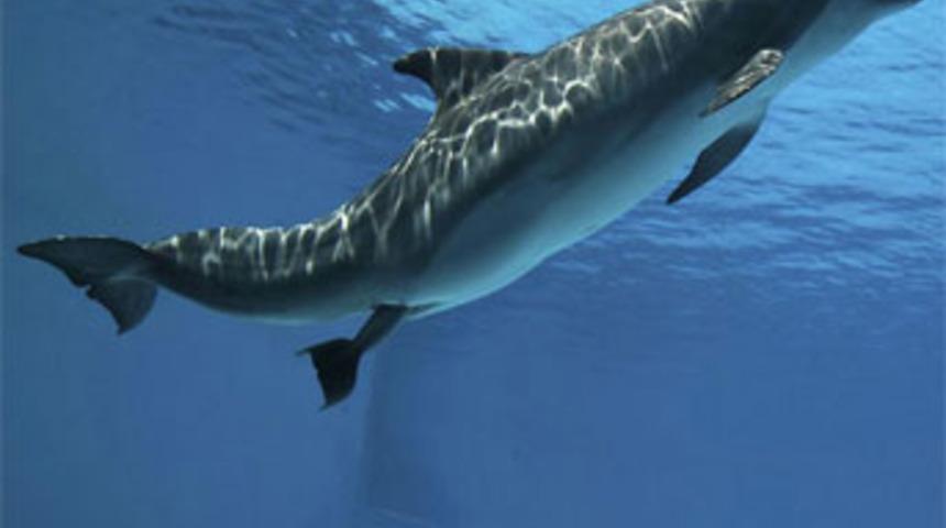 Alman hayvanseverler, Antalya'da eylem yaptı