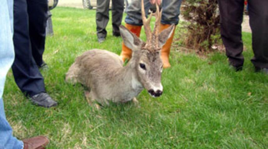 Yaralı karacanın yardımına k&ouml;yl&uuml;ler koştu