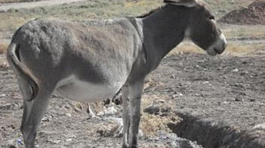 Belediyenin kadrolu eşeklerine torba