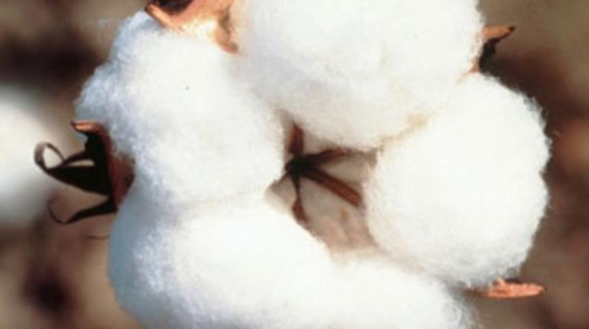 Pamuğun kilosu 6,20 lira