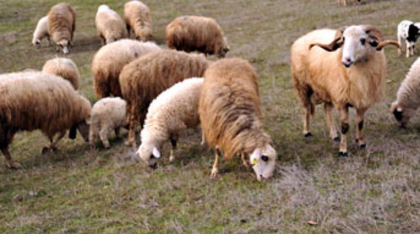 Bafra koyunları kuzulamaya başladı
