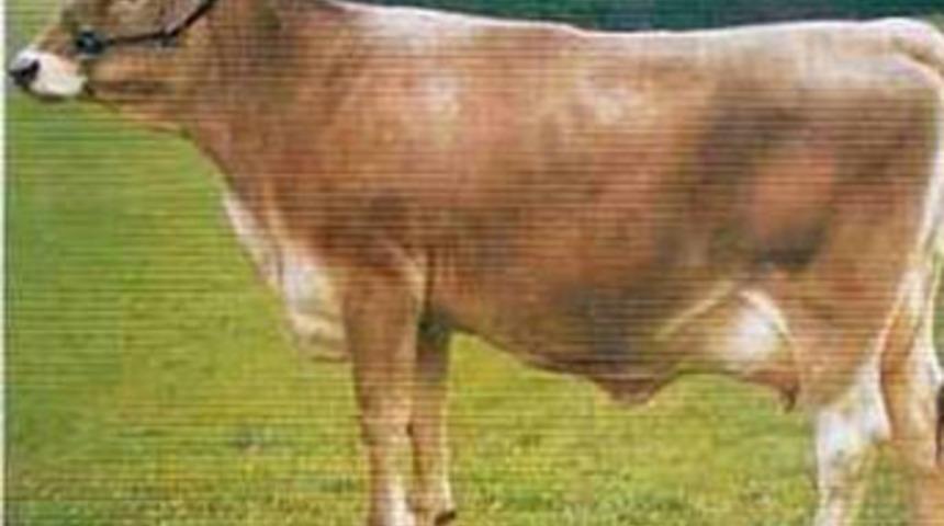 G&ouml;lova'da hayvan hırsızlığı