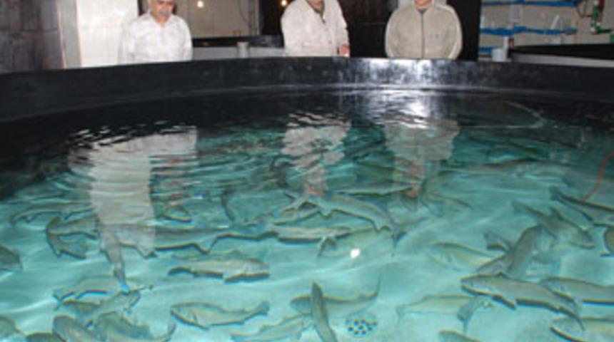 Balıklar artık kaliteli &uuml;retilecek
