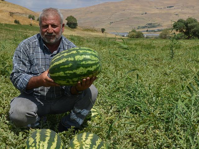 Muş'ta 230 bin ton karpuz &uuml;retilmesi bekleniyor