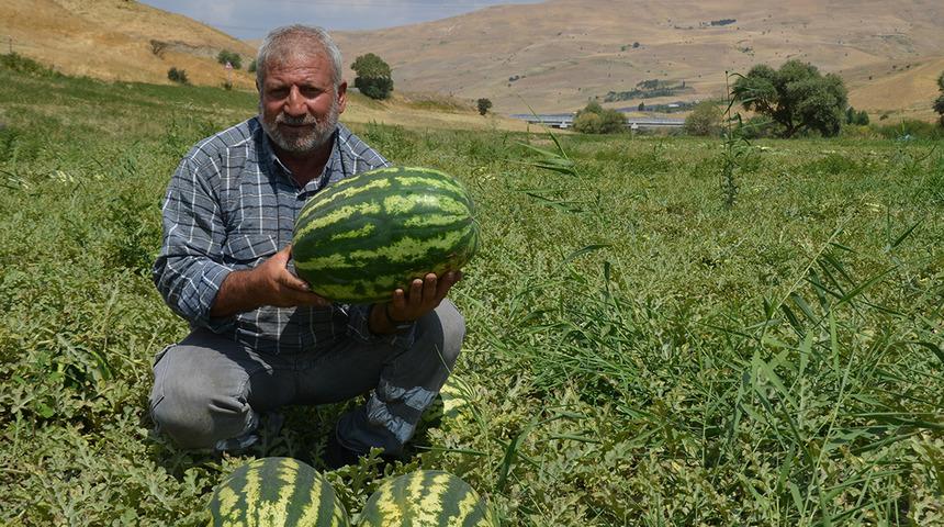 Muş'ta 230 bin ton karpuz &uuml;retilmesi bekleniyor