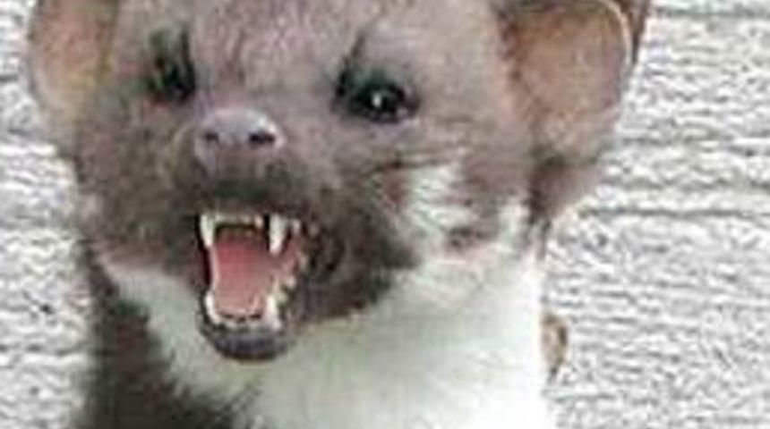 Aracıyla çarptığı kaya sansarını misafir etti