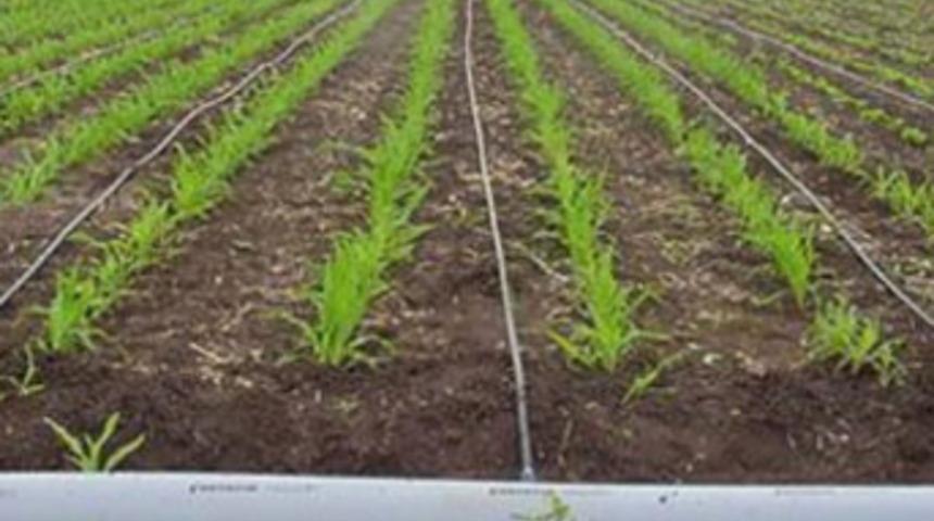 Yağışlar &ccedil;ift&ccedil;iyi sevindirdi