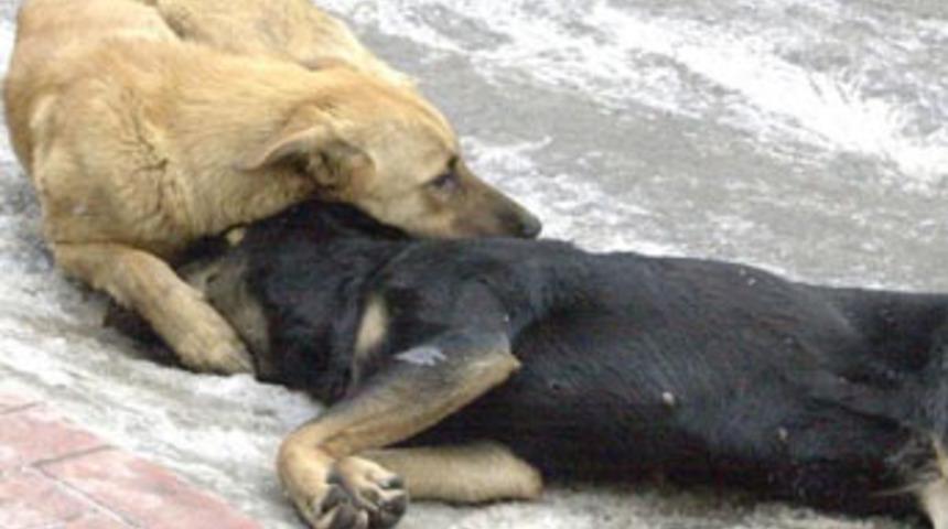 Belediyeden k&ouml;peklere bakım